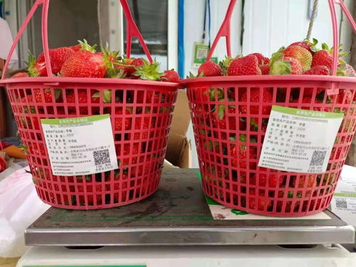 撫松縣為食用農(nóng)產(chǎn)品合格證插上“智能芯片” 引領(lǐng)初加工產(chǎn)業(yè)數(shù)字化轉(zhuǎn)型新篇章